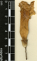 Ceratophytum tetragonolobum (Jacq.) Sprague & Sandwith, Guatemala, R. Tún Ortíz 993, F